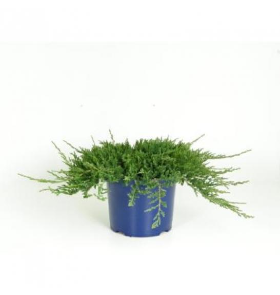 Juniperus horizontalis Wiltonii C5 Lit. 15-20 cm