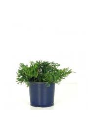 Juniperus horizontalis Wiltonii C1 Lit. 10-15 cm