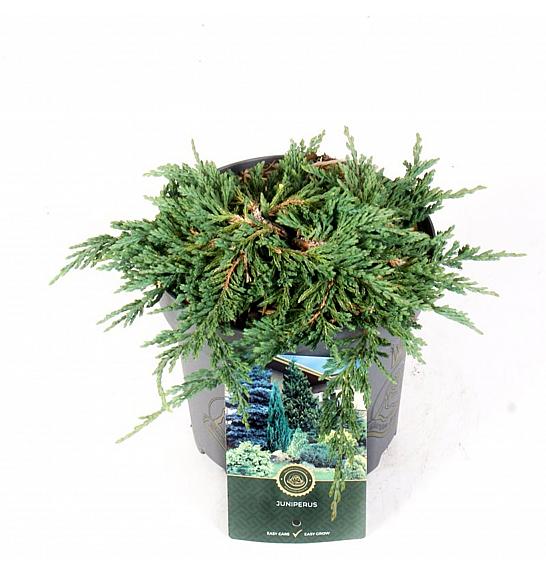 Juniperus horizontalis Palačinka C2,5 lit. 20-25 cm