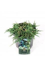 Juniperus horizontalis Pancake C2,5 Lit. 20-25 cm