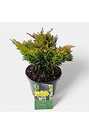 Juniperus horizontalis Lime Glow C2,5 lit. 20-25 cm