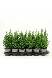 Juniperus horizontalis Golden Carpet Ø9