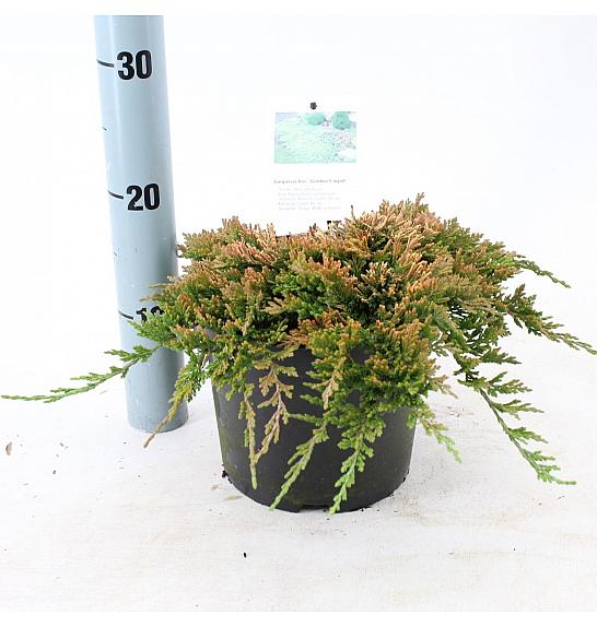 Juniperus horizontalis Golden Carpet C2,5 Lit. 25-30 cm