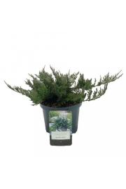 Juniperus horizontalis Blue Chip Ø15 15-20 cm