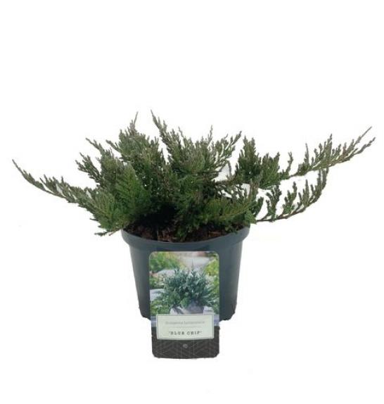 Juniperus horizontalis Blue Chip Ø15 15-20 cm
