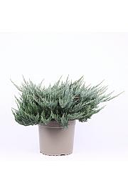 Juniperus horizontalis Blue Chip C5 Lit. 20-30 cm