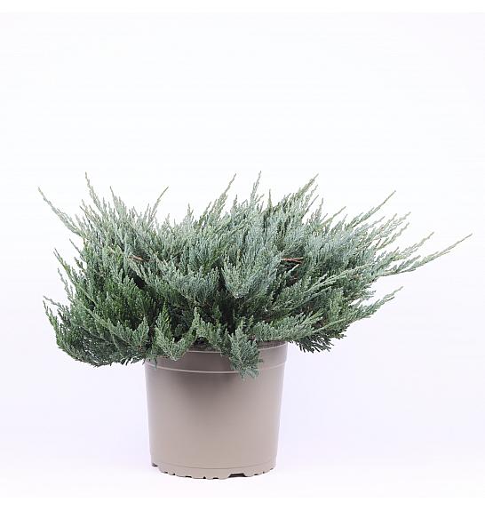 Juniperus horizontalis Blue Chip C5 Lit. 20-30 cm