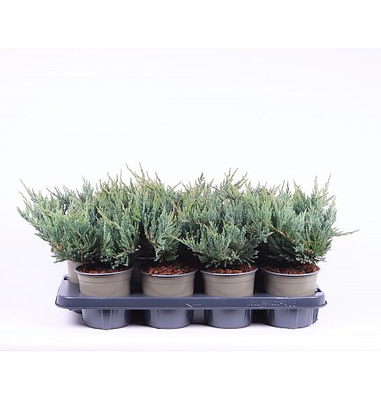 Juniperus horizontalis Blue Chip C1 Lit. 15-20 cm
