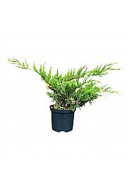 Juniperus pfitzeriana White Splash C2,5 Lit. 25-30 cm