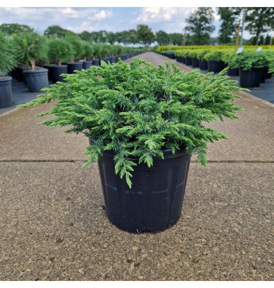 Juniperus conferta Schlager C8 Lit. 30-40 cm