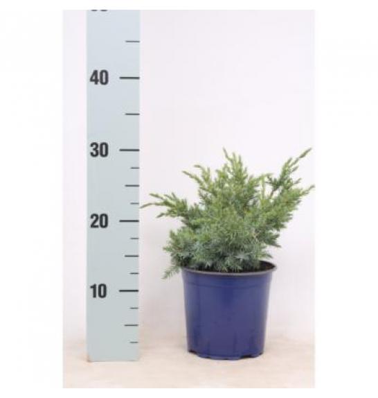 Juniperus conferta Schlager C1 Lit. 15-20 cm