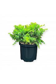 Juniperus conferta Sve u zlatu C2,5 Lit. 25-30 cm