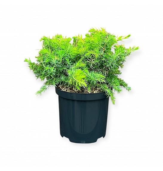 Juniperus conferta Sve u zlatu C2,5 Lit. 25-30 cm