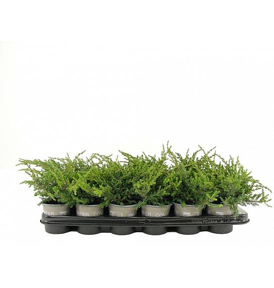 BLOEM-DAHL CONIFERS Juniperus communis Repanda