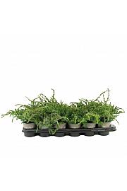 Juniperus communis Repanda Ø9