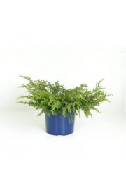 Juniperus communis Repanda C5 Lit. 20-30 cm