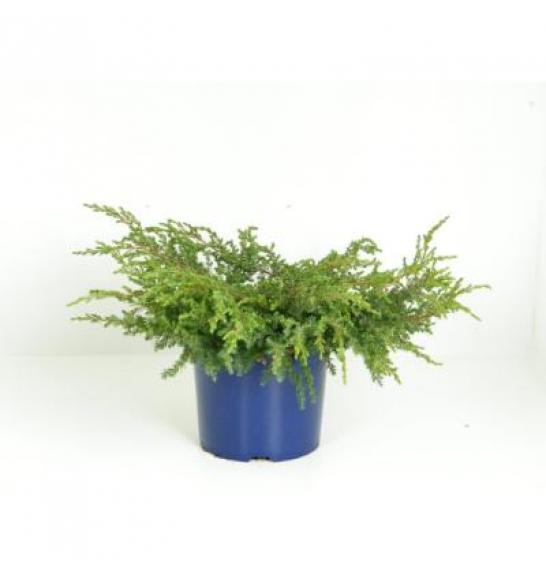 Juniperus communis Repanda C5 Lit. 20-30 cm