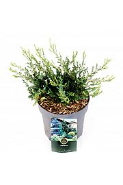Juniperus communis Repanda C2.5 Lit. 20-25 cm