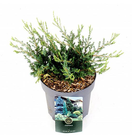 Juniperus communis Repanda C2.5 Lit. 20-25 cm