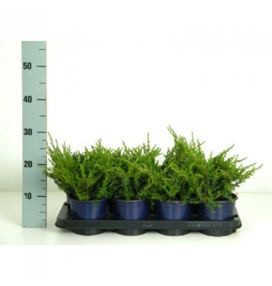 Juniperus communis Repanda C1 Lit. 15-20 cm