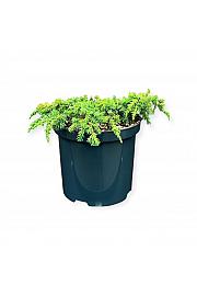 Juniperus communis Limunski tepih C2,5 lit. 20-25 cm