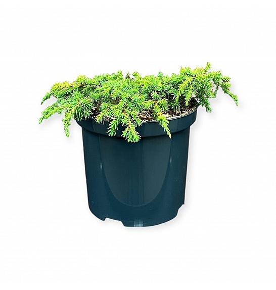 Juniperus communis Limunski tepih C2,5 lit. 20-25 cm