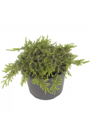 Juniperus communis Green Carpet Ø15 15-20 cm