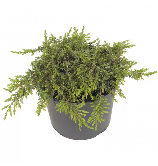 Juniperus communis Green Carpet Ø15 15-20 cm