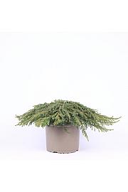 Juniperus communis Green Carpet C5 Lit. 20-30 cm