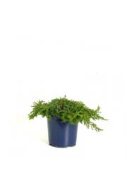 Juniperus communis Green Carpet C2 Lit. 15-20 cm