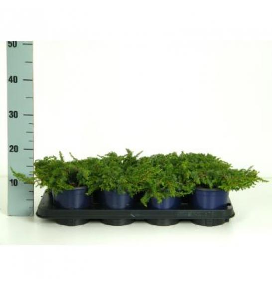 Juniperus communis Green Carpet C1 Lit. 10-15 cm