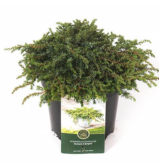 Juniperus communis Zeleni tepih C2,5 lit. 20-25 cm