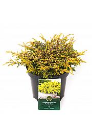 Juniperus communis Goldschatz C2.5 Lit. 20-25 cm