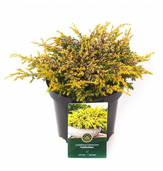 Juniperus communis Goldschatz C2.5 Lit. 20-25 cm