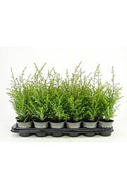 Juniperus communis Gold Cone Ø9
