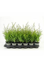 Juniperus communis Gold Cone Ø9