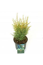 Juniperus communis zlatni konus C2,5 Lit. 20-25 cm