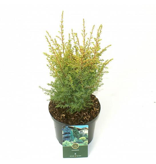 Juniperus communis zlatni konus C2,5 Lit. 20-25 cm