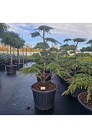 Juniperus communis Green Carpet C110 Lit. 120-140 cm Bonsai