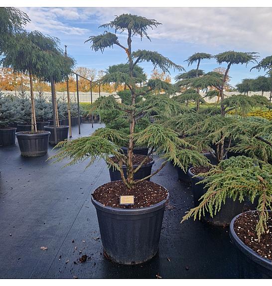 Juniperus communis Green Carpet C110 Lit. 120-140 cm Bonsai