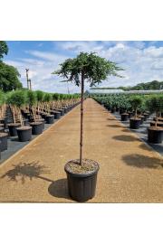 Juniperus communis Zeal C15 Lit. Na steblu 80 cm
