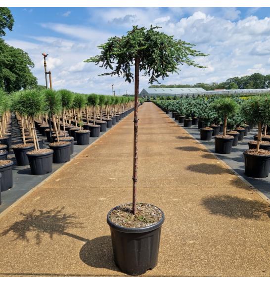Juniperus communis Zeal C15 Lit. Na steblu 80 cm