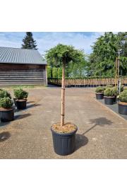 Juniperus communis Green Mantle C15 Lit. Na steblu 80 cm