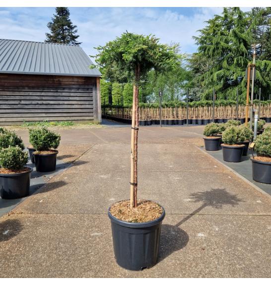 Juniperus communis Green Mantle C15 Lit. Na steblu 80 cm