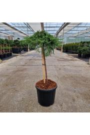 Juniperus communis Green Mantle C15 Lit. Na steblu 60 cm