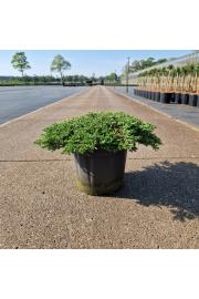 Juniperus communis Green Carpet C8 Lit. 30-40 cm