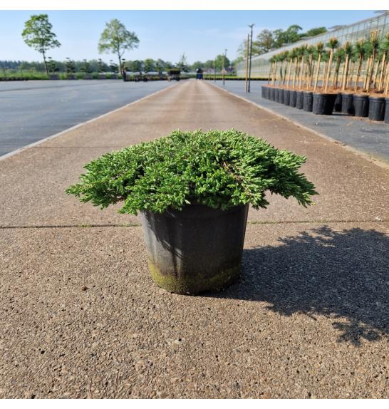 Juniperus communis Green Carpet C8 Lit. 30-40 cm