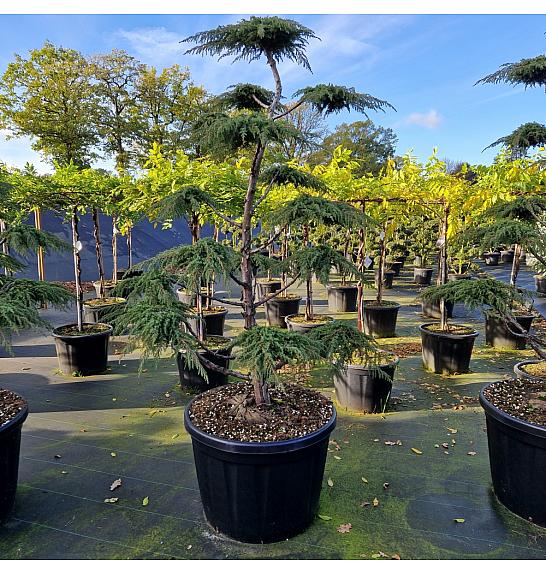 Juniperus communis Green Carpet C180 Lit. 160-180 cm Bonsai