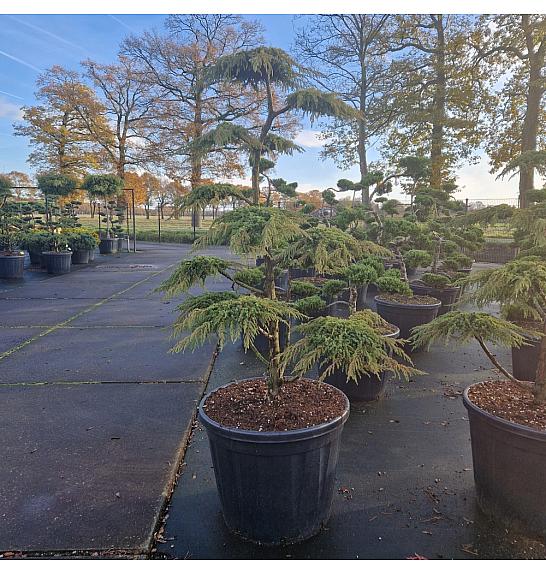 Juniperus communis Green Carpet C130 Lit. 140-150 Bonsai