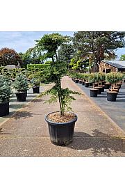 Juniperus communis Green Carpet C35 Lit. 90-100 cm Bonsai